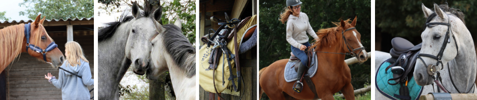 Pension pour chevaux Carcassonne